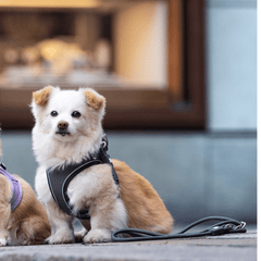 Tauleine - MATRIX 2.0 Stone