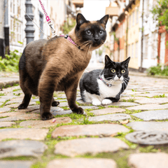 Katzen Geschirr/Leinen Set - Leopard Pink