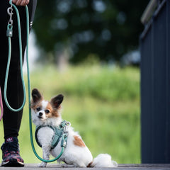 Max & Molly rope leash – durable, adjustable, and lightweight for secure and comfortable dog walks.