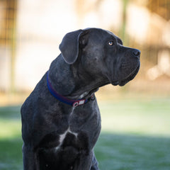 FC Barcelona dog collar by Max & Molly – adjustable, durable, and stylish for everyday wear."
Let me know if you need any adjustments!