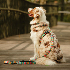 Multifunktionsleine - Exotique