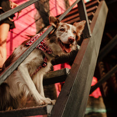 Multifunktionsleine - Leopard Pink