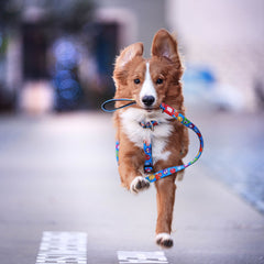 Multifunktionsleine - Little Monsters