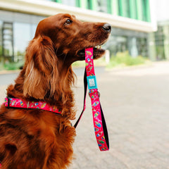 Multifunktionsleine - Magical