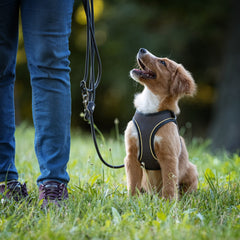 Air Vest Dog Harness - Matrix 2.0 Stone