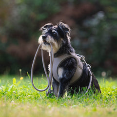 Tauleine - MATRIX 2.0 Sand