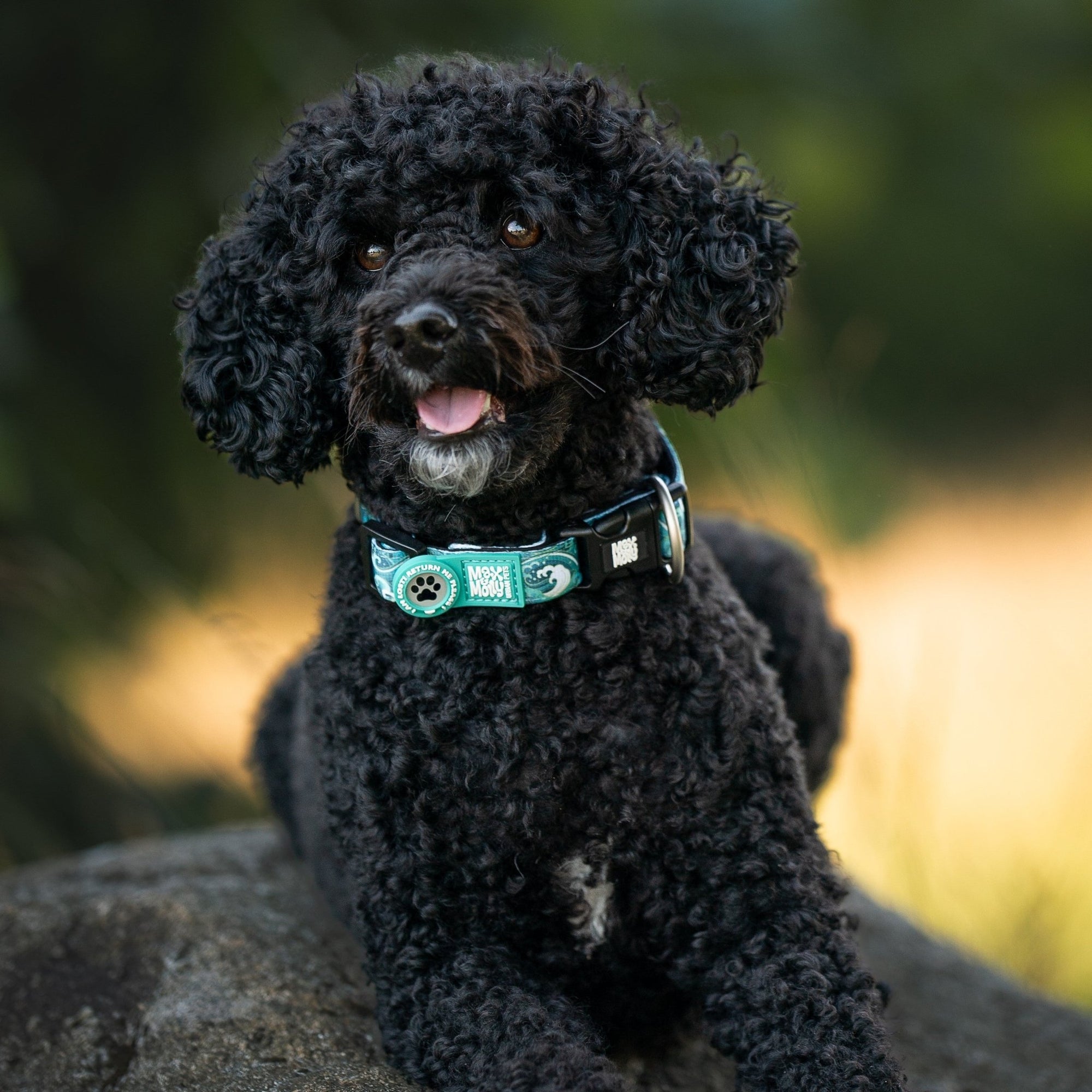 Max & Molly Urban Pets