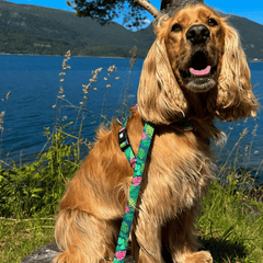 Multi Function Leash - Tropical