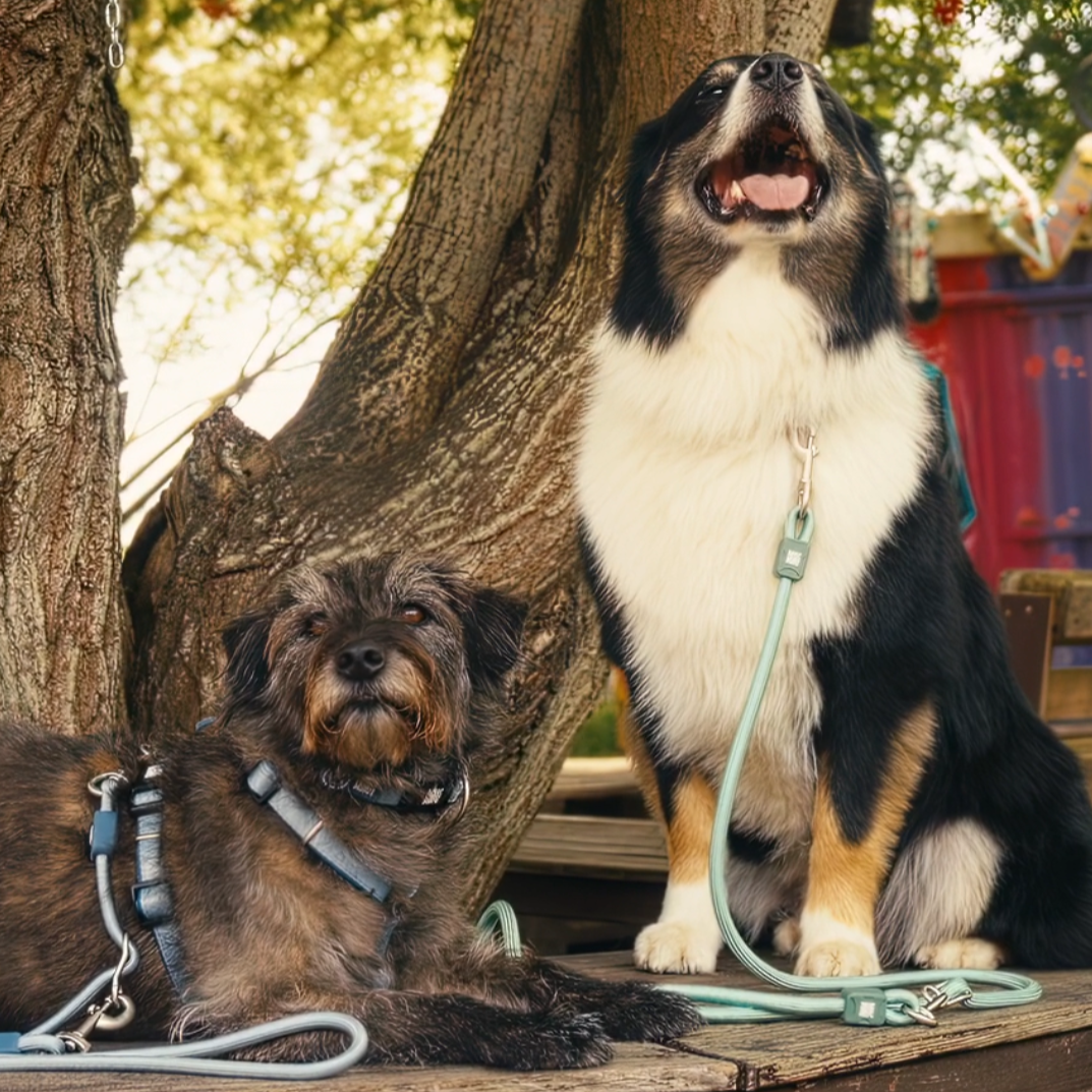 Load video: Tauleine / Ropeleash Max&Molly