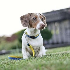 Kurzleine - Matrix Yellow