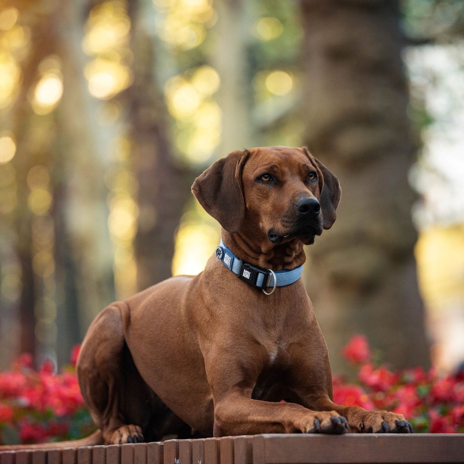 GPS-Tracking für Hunde – Wann macht es wirklich Sinn?
