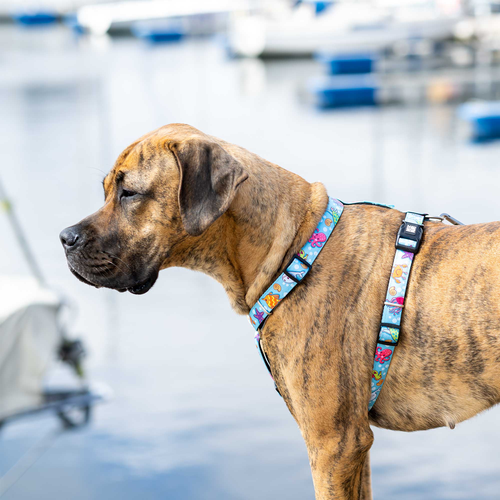 H-Harness – Max & Molly Urban Pets