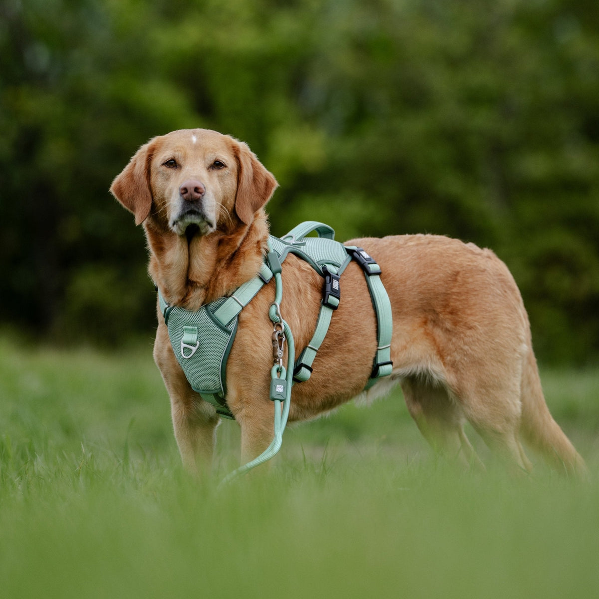 Matrix 2.0 - Safety Harnesses