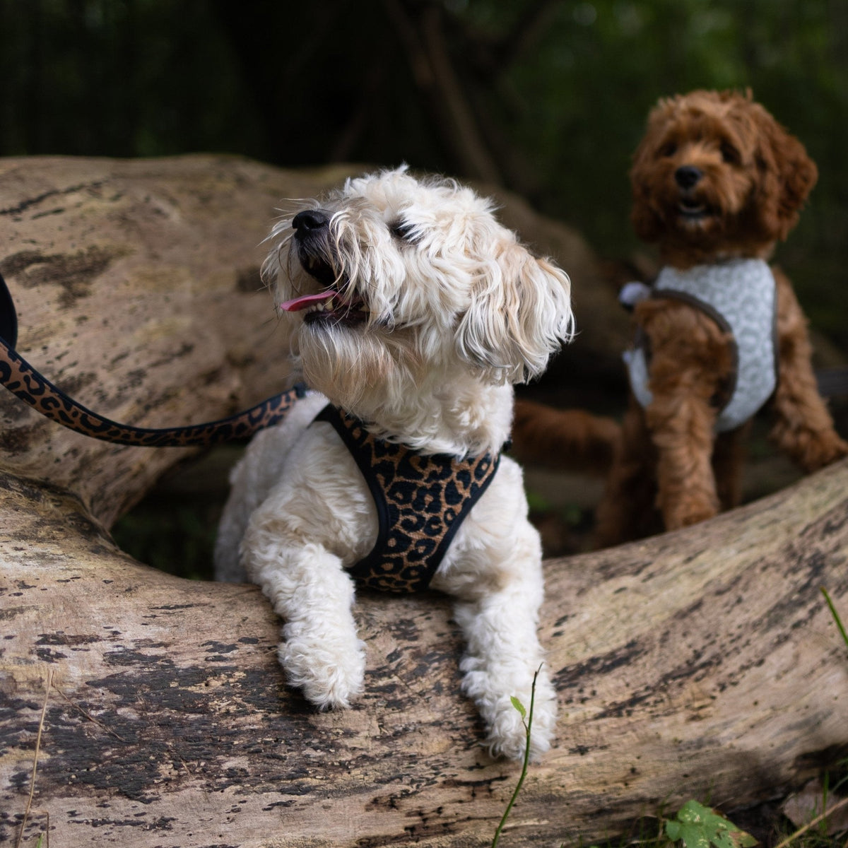 Add-ons for Leashes - Passion