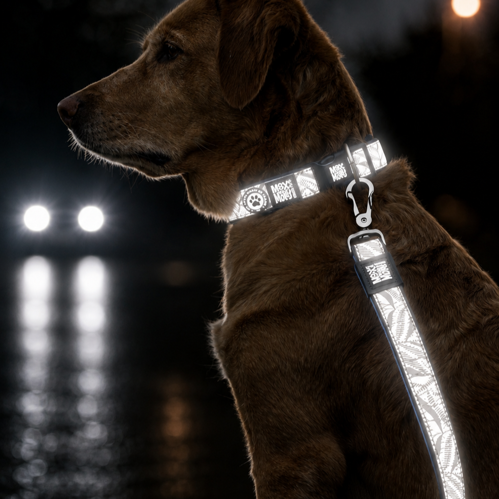 Leash - Reflexion