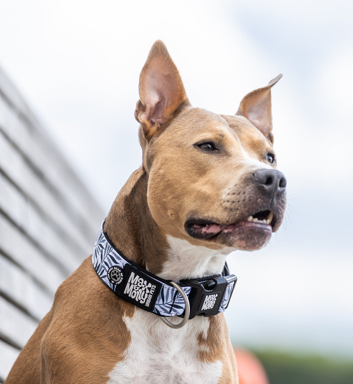 Extra Wide Dog Collars