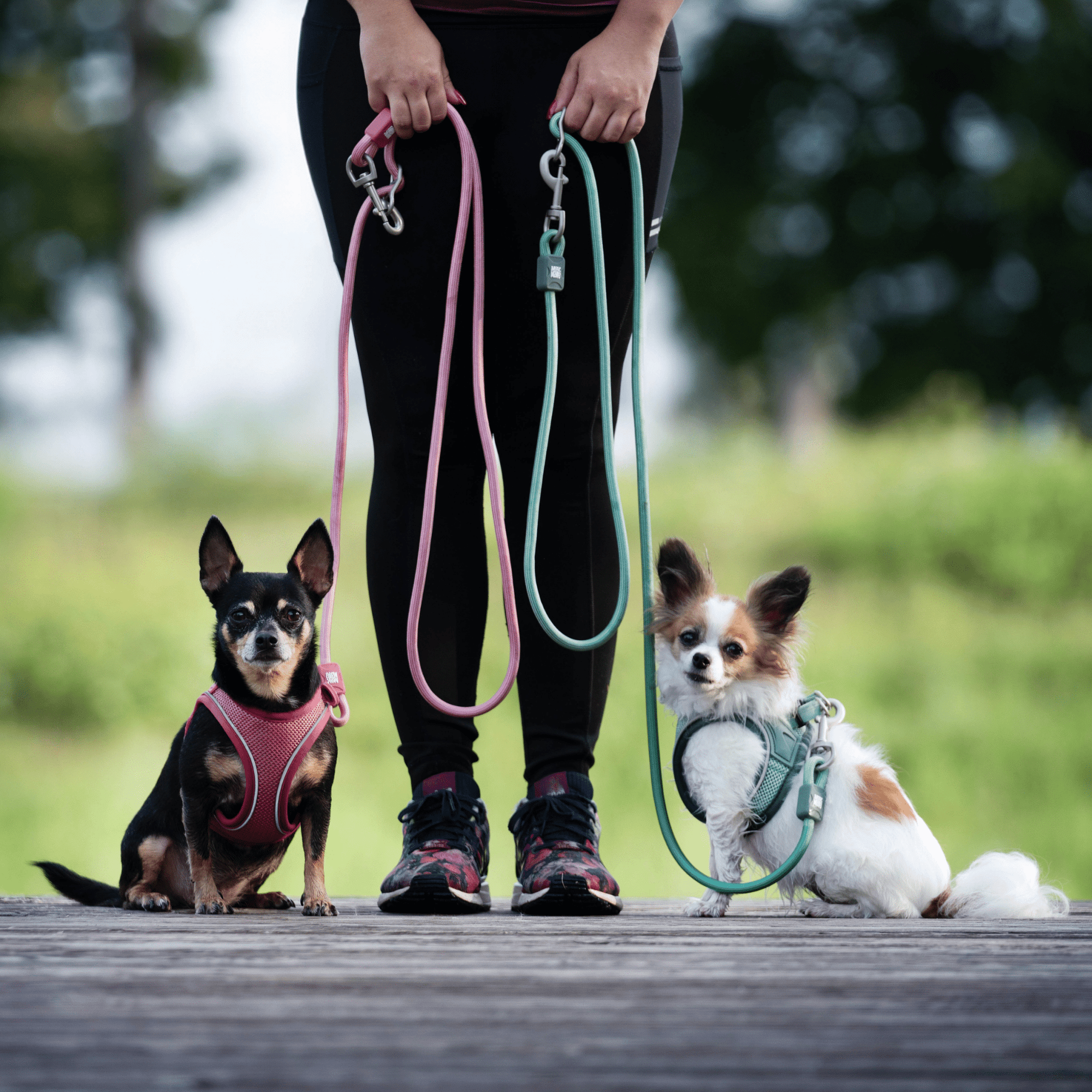 Max & Molly Urban Pets