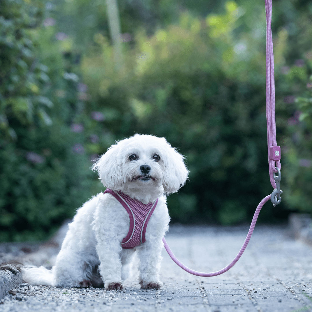 Air Vest Dog Harness - Matrix 2.0 ROSE
