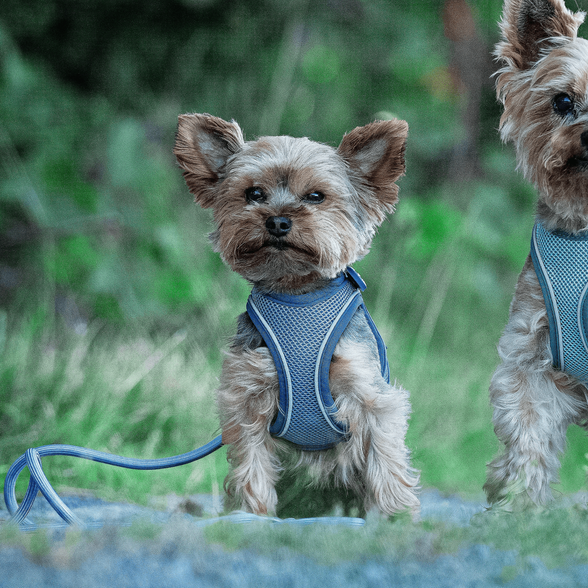 Tauleine - MATRIX 2.0 Ocean