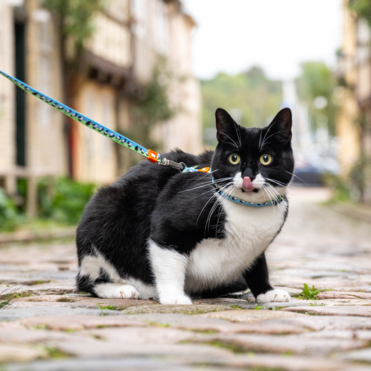 Cat Harness/Leash Set - Black Sheep