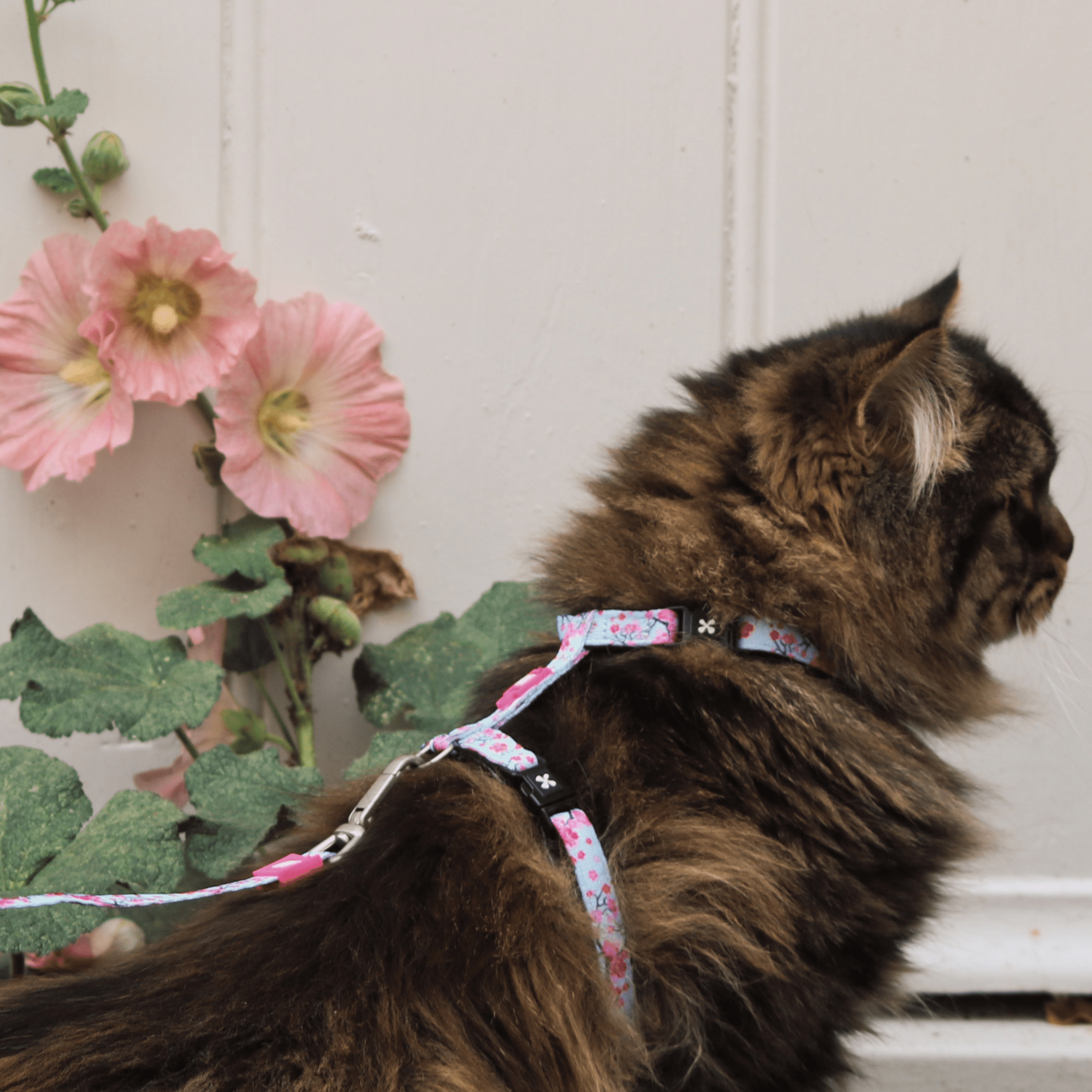 Cat Harness/Leash Set - Cherry Bloom