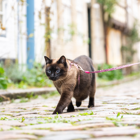 Cat Harness/Leash Set - Leopard Pink