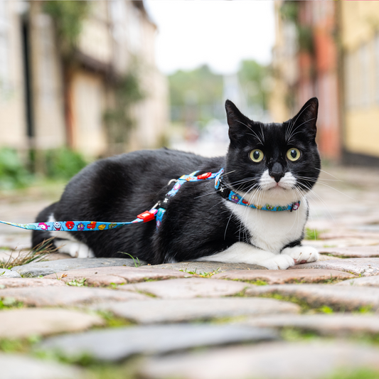 Cat Harness/Leash Set - Little Monsters