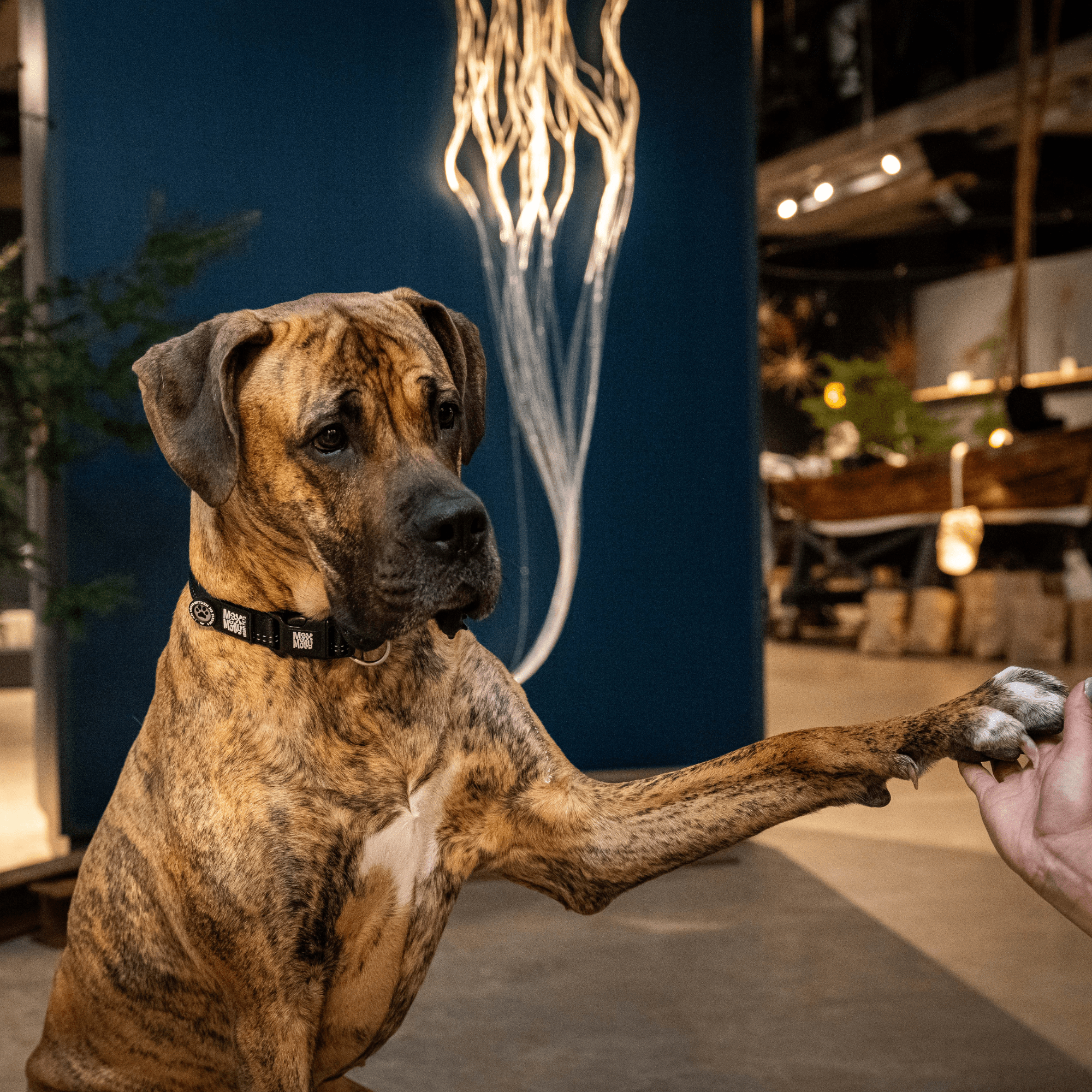 GOTCHA! Smart ID Halsband - Matrix 2.0 black