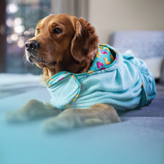 Hund im blauen Max & Molly Bademantel entspannt auf dem Sofa.