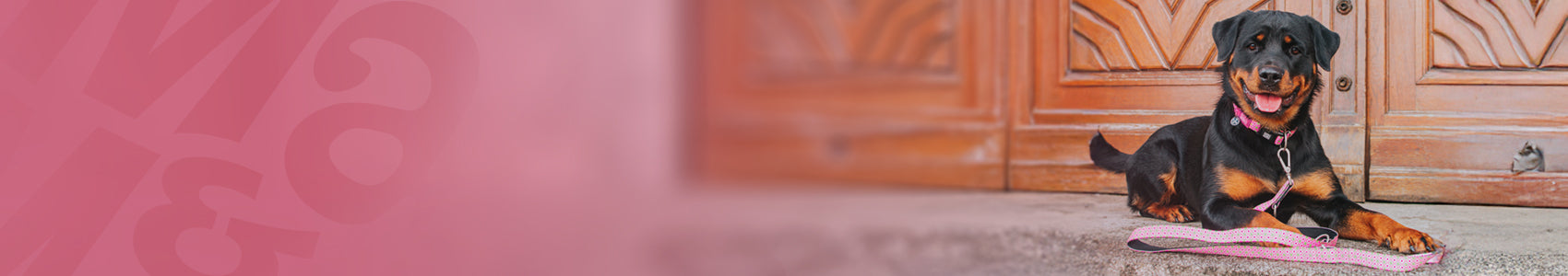 Original - Multi Function Leashes