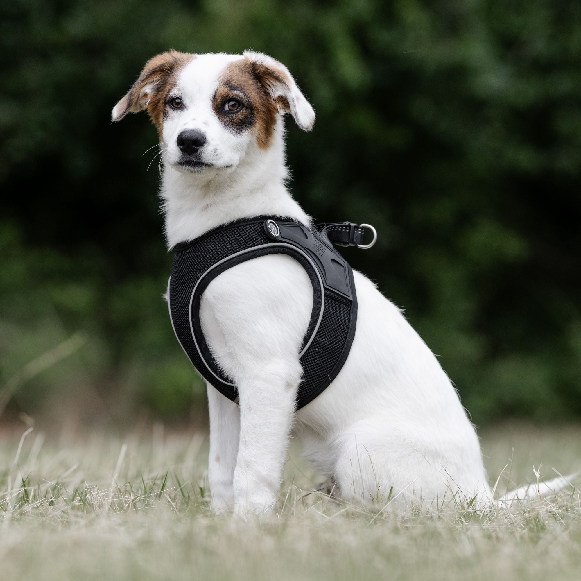 Air Vest Dog Harness - Matrix 2.0 Black