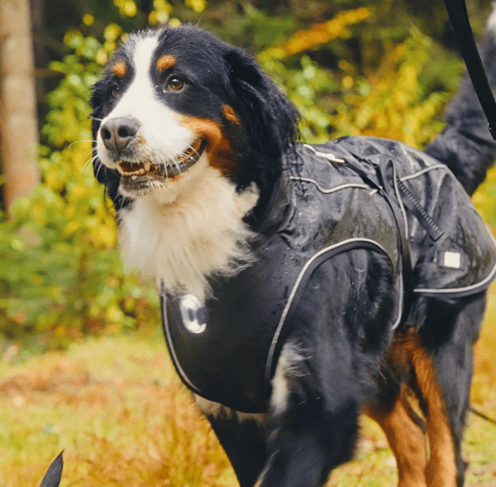 Raincoat for dogs - Matrix 2.0 Black