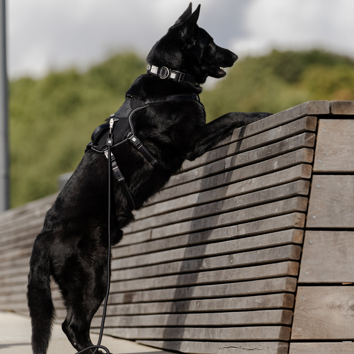 Smart ID Safety Sport Harness - Matrix 2.0 Black