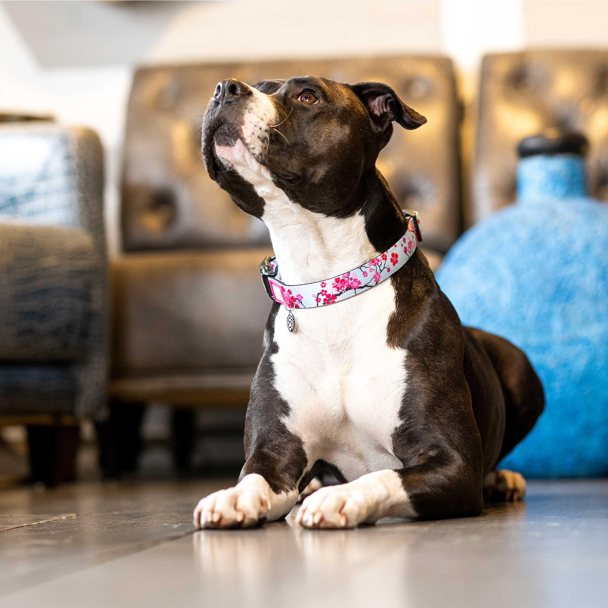 GOTCHA! Smart ID Collar - Cherry Bloom
