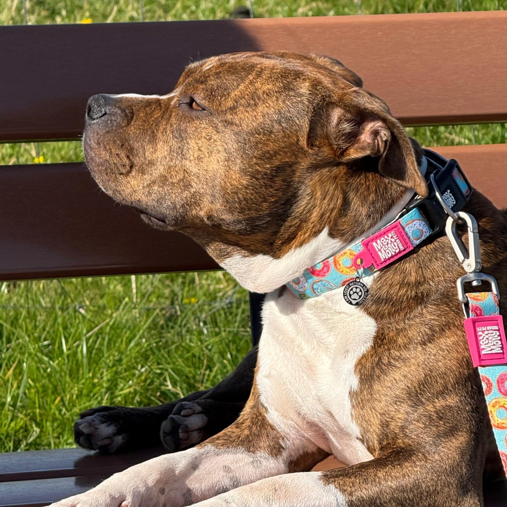 GOTCHA! Smart ID Collar - Donuts
