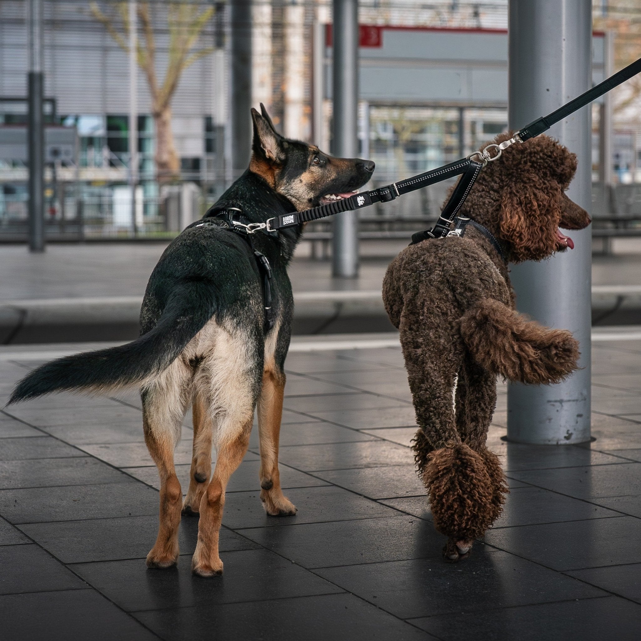 Safety Double Leash - Matrix 2.0 Sand