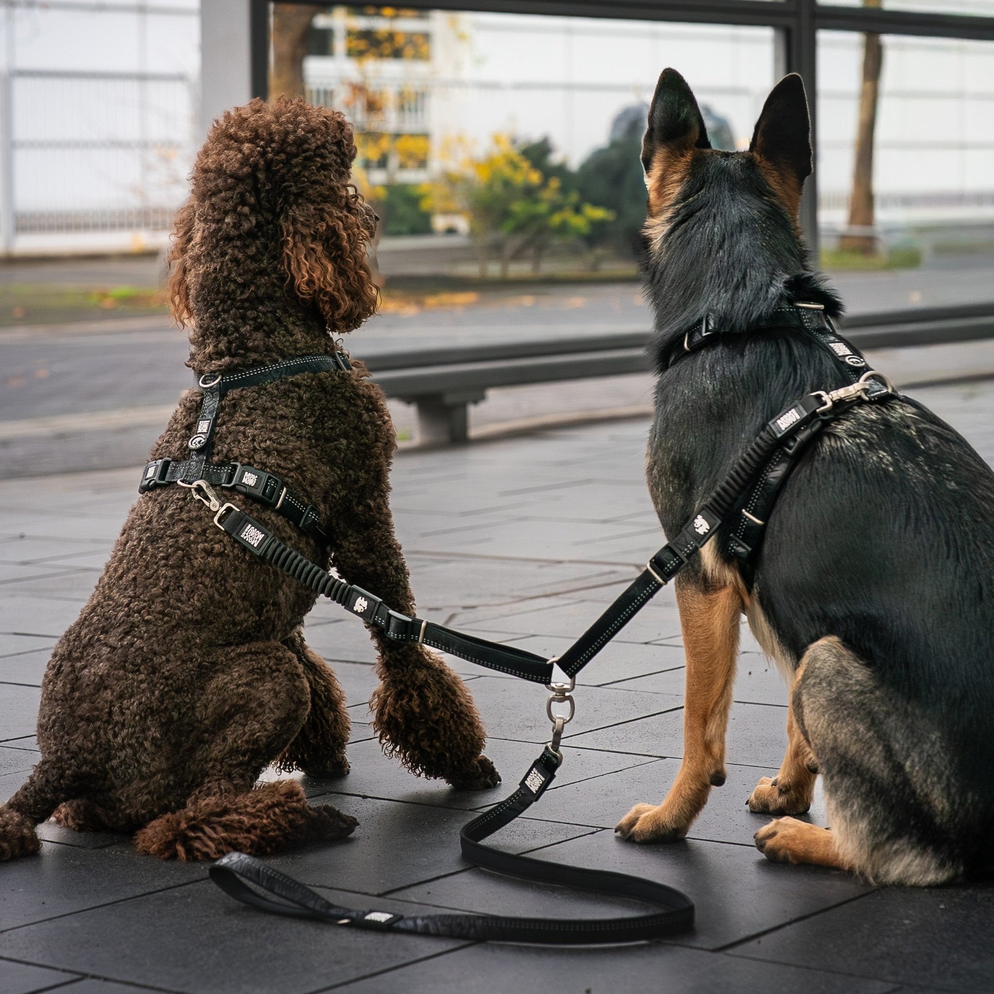 Safety Double Leash - Matrix 2.0 Black