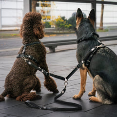Safety Double Leash - Matrix 2.0 Black
