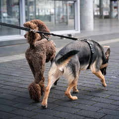 Safety Double Leash - Matrix 2.0 Black