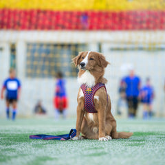 FC Barcelona dog harness with ergonomic design and padded fit – perfect for comfortable walks with your dog.