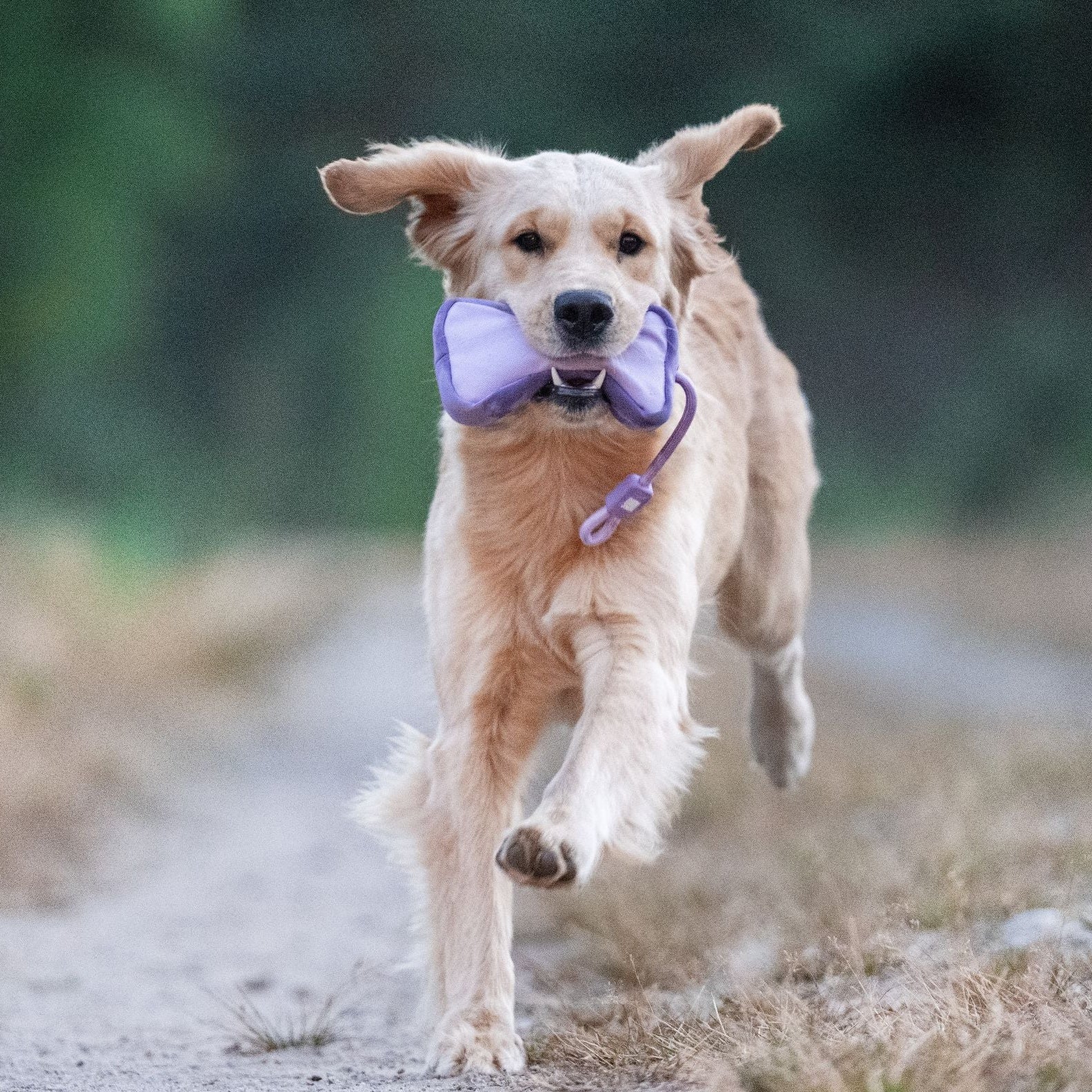 Food Dummy - Matrix 2.0 Lavender