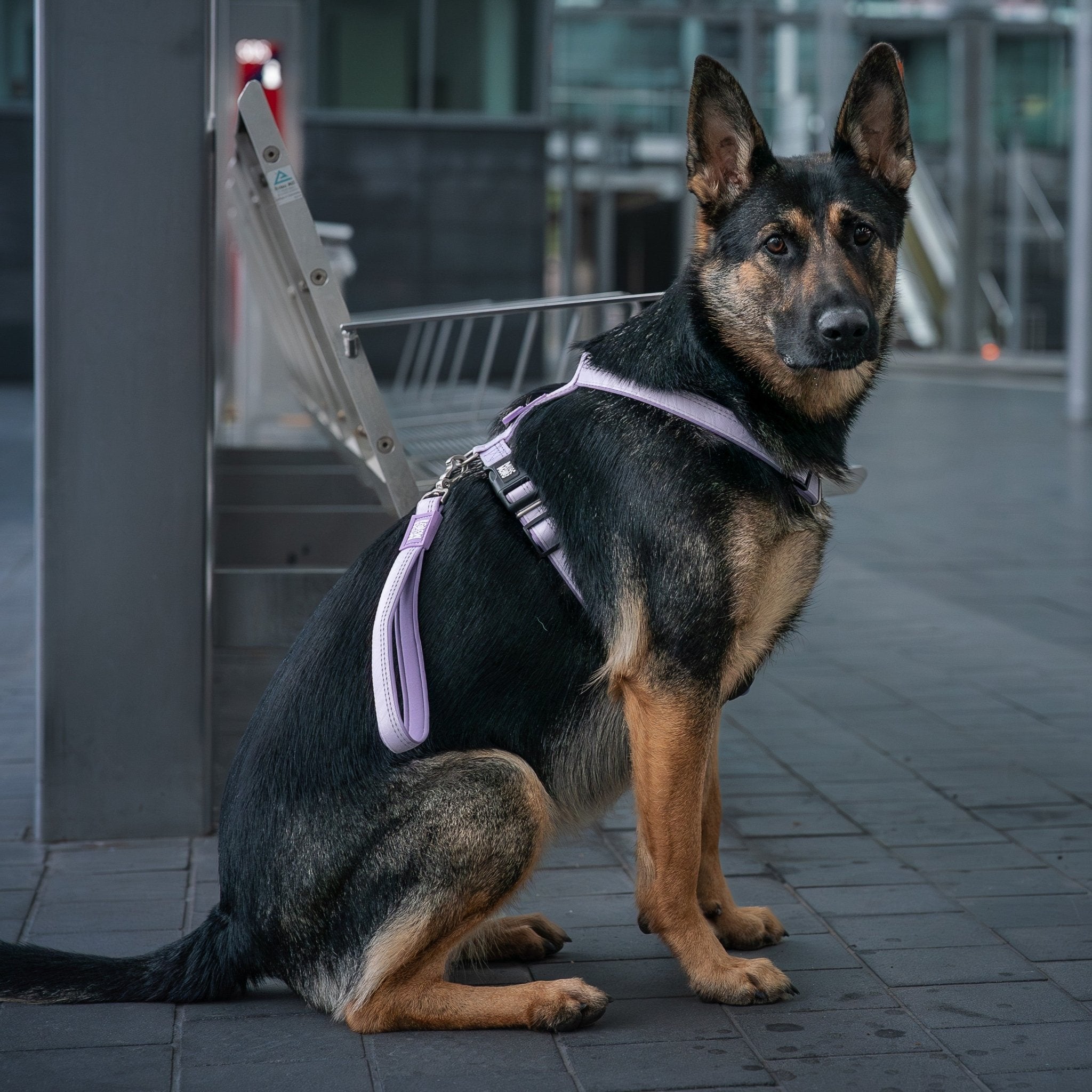 Handle Leash - Matrix 2.0 Lavender