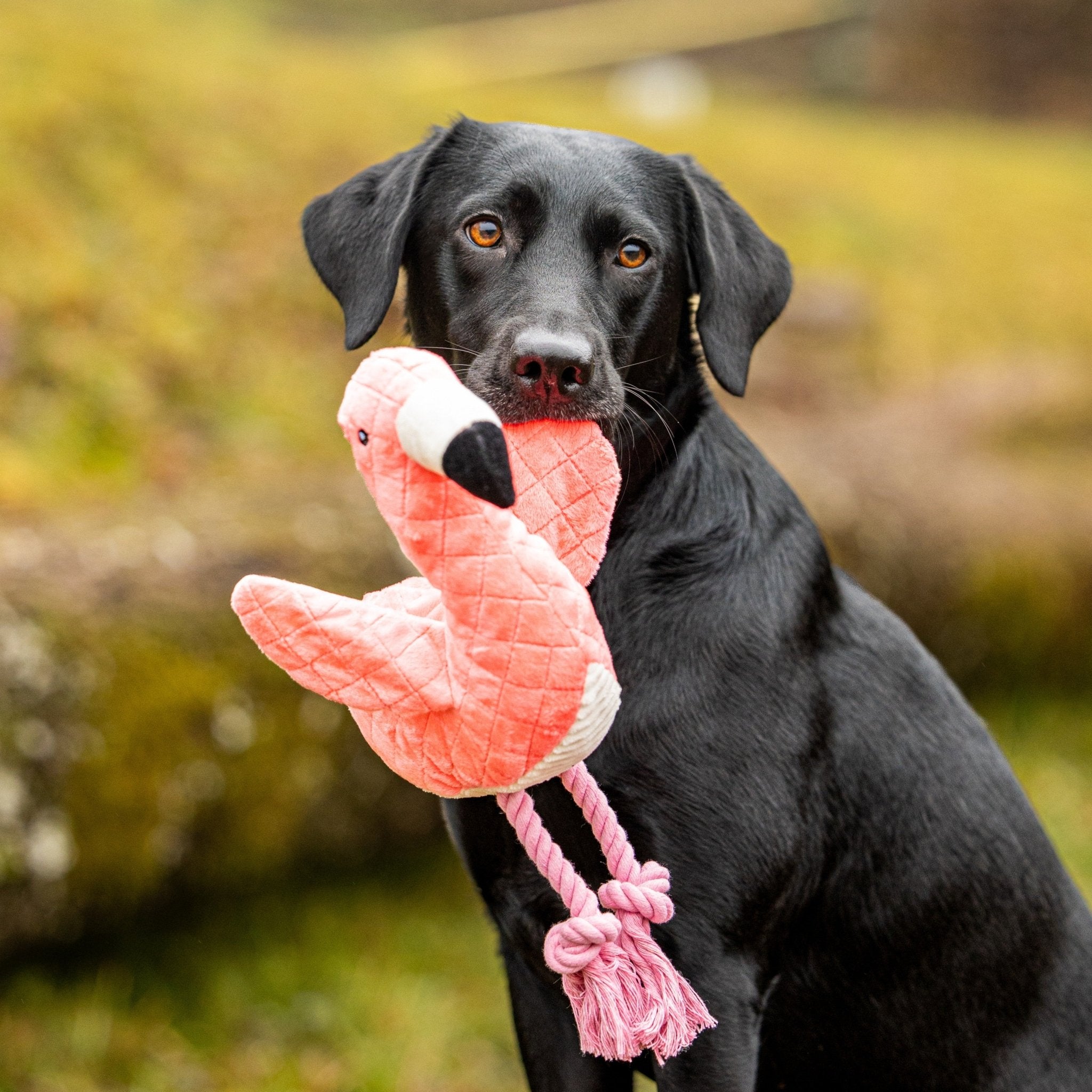 Huggles Toy - Flamingo Sunny