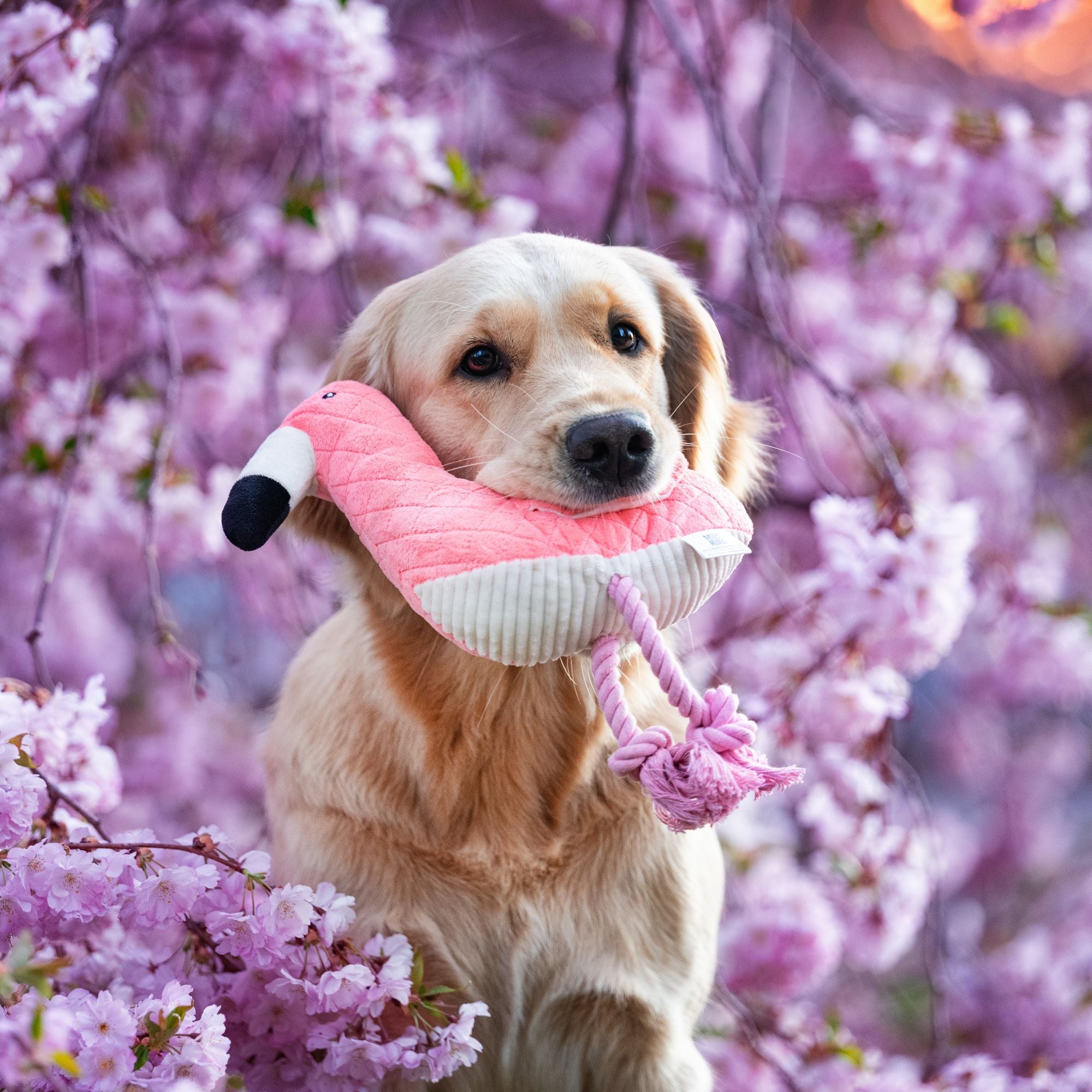 Huggles Toy - Flamingo Sunny