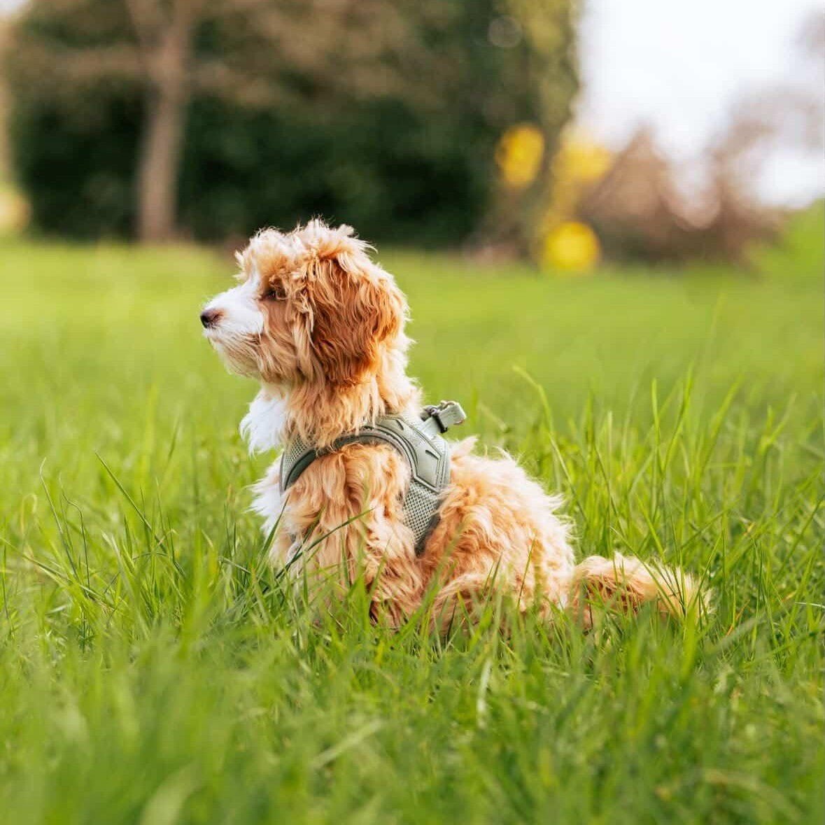 Air Vest Hunde Geschirr - Matrix 2.0 Jade