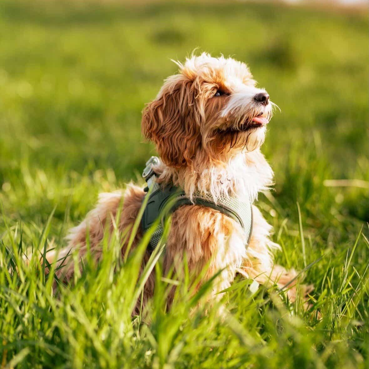 Air Vest Dog Harness - Matrix 2.0 Jade