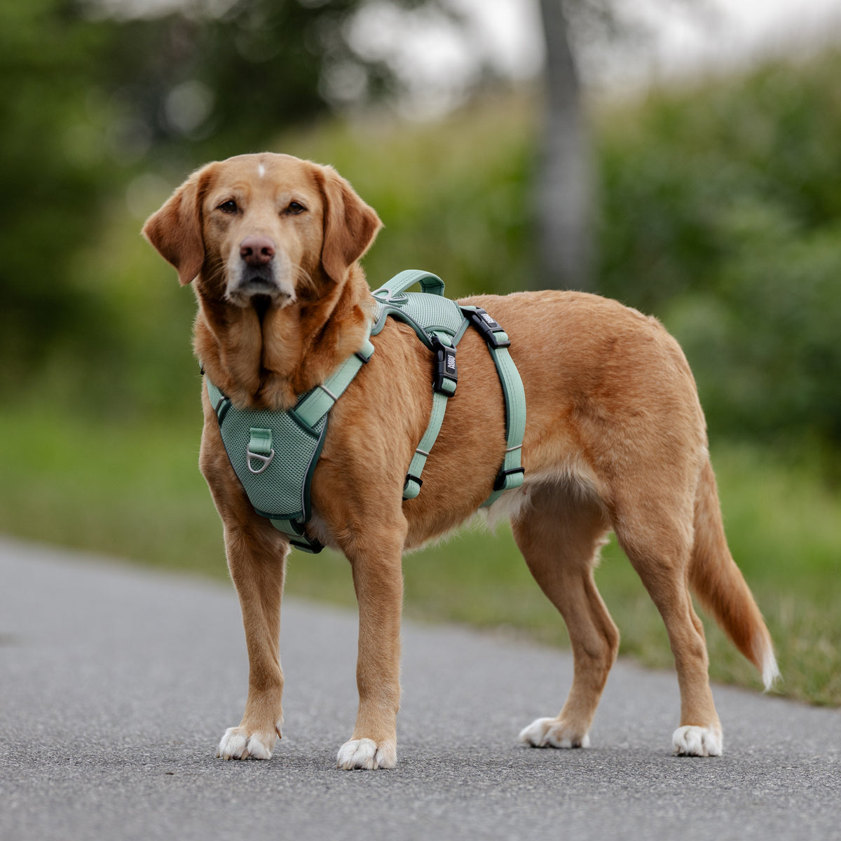 Smart ID Safety Sport Harness - Matrix 2.0 Black