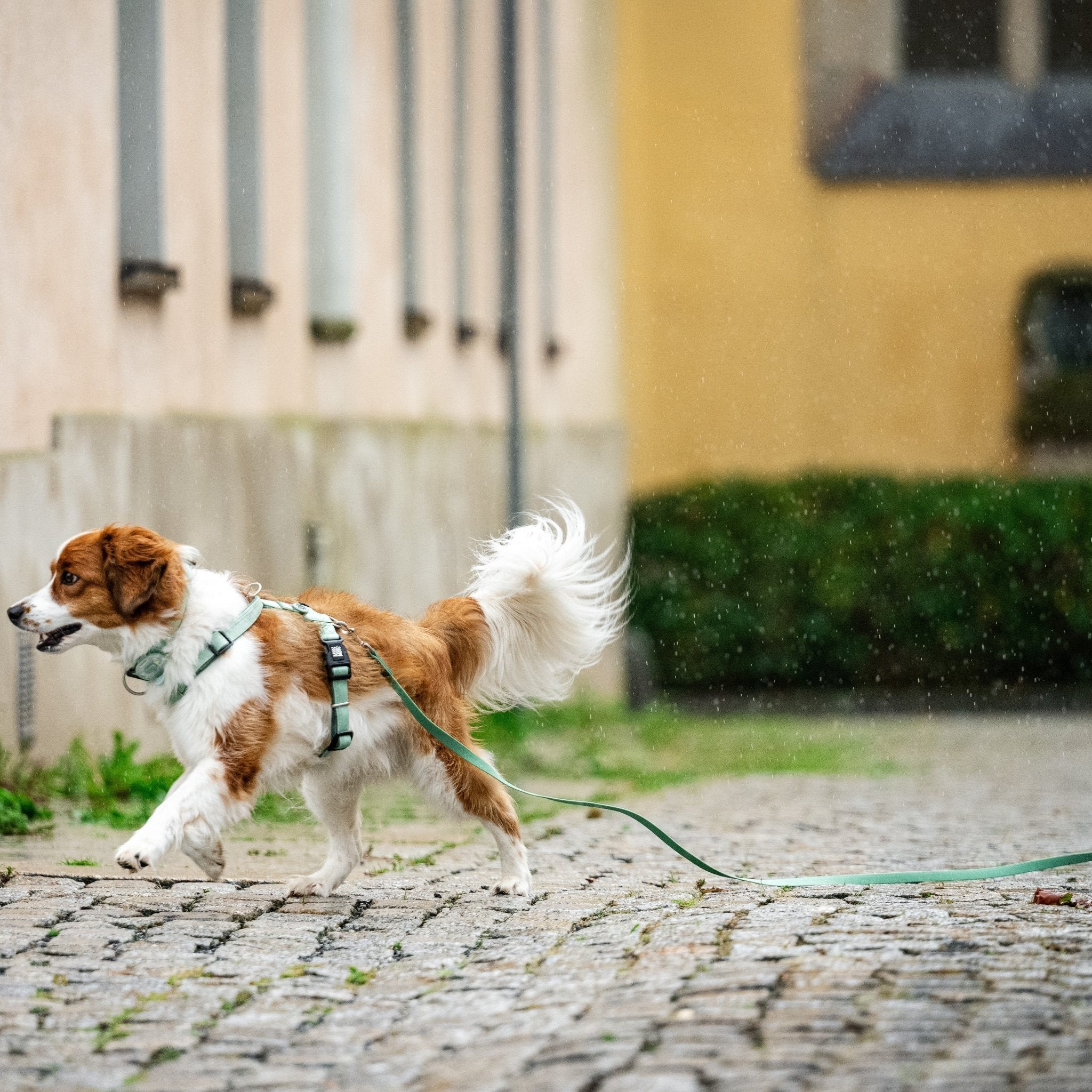 Tracking Leash - Matrix 2.0 Jade