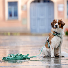 Tracking Leash with handle - Matrix 2.0 Jade