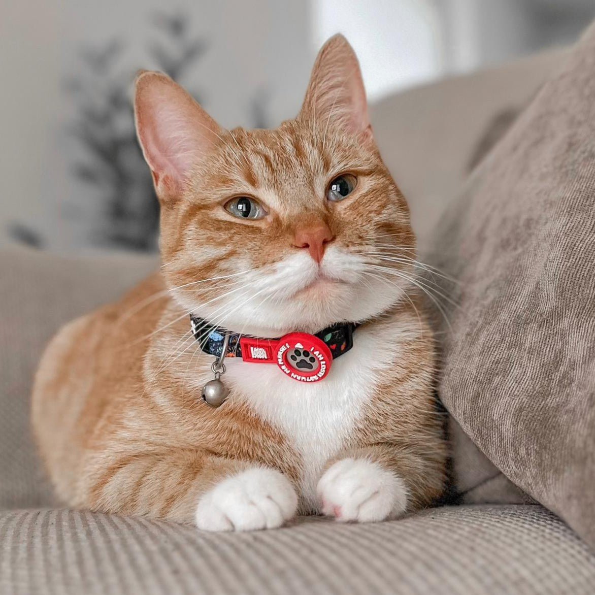 Smart ID Cat Collar - Kindergarten